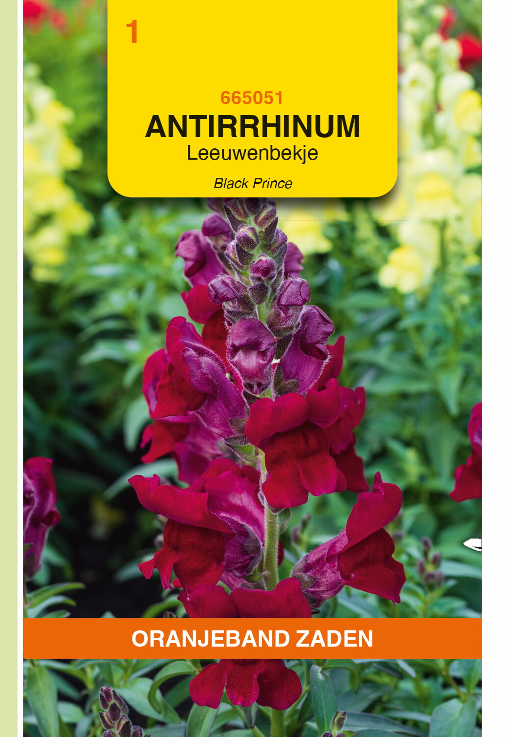 OBZ Leeuwenbekje Zaden Black Prince