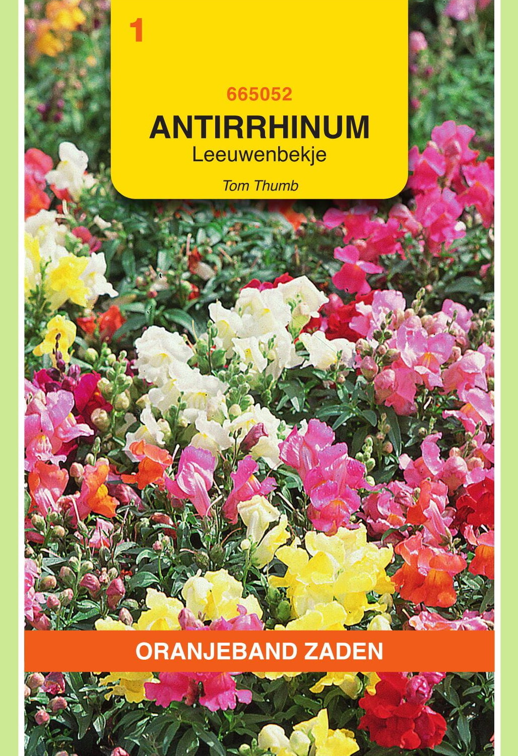 OBZ Leeuwenbekje Zaden Tom Thumb