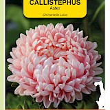 OBZ Aster Zaden Chrisantella Lotus