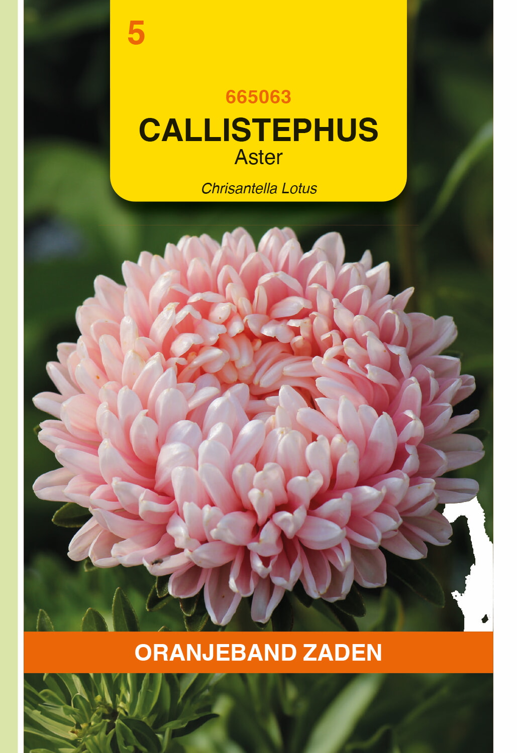 OBZ Aster Zaden Chrisantella Lotus