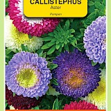 OBZ Aster Zaden Pompon Gemengd