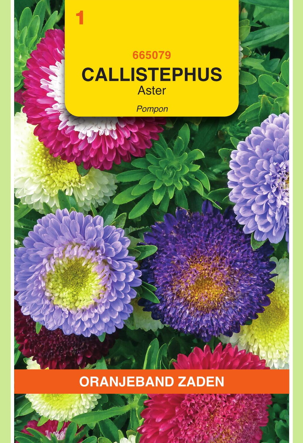 OBZ Aster Zaden Pompon Gemengd