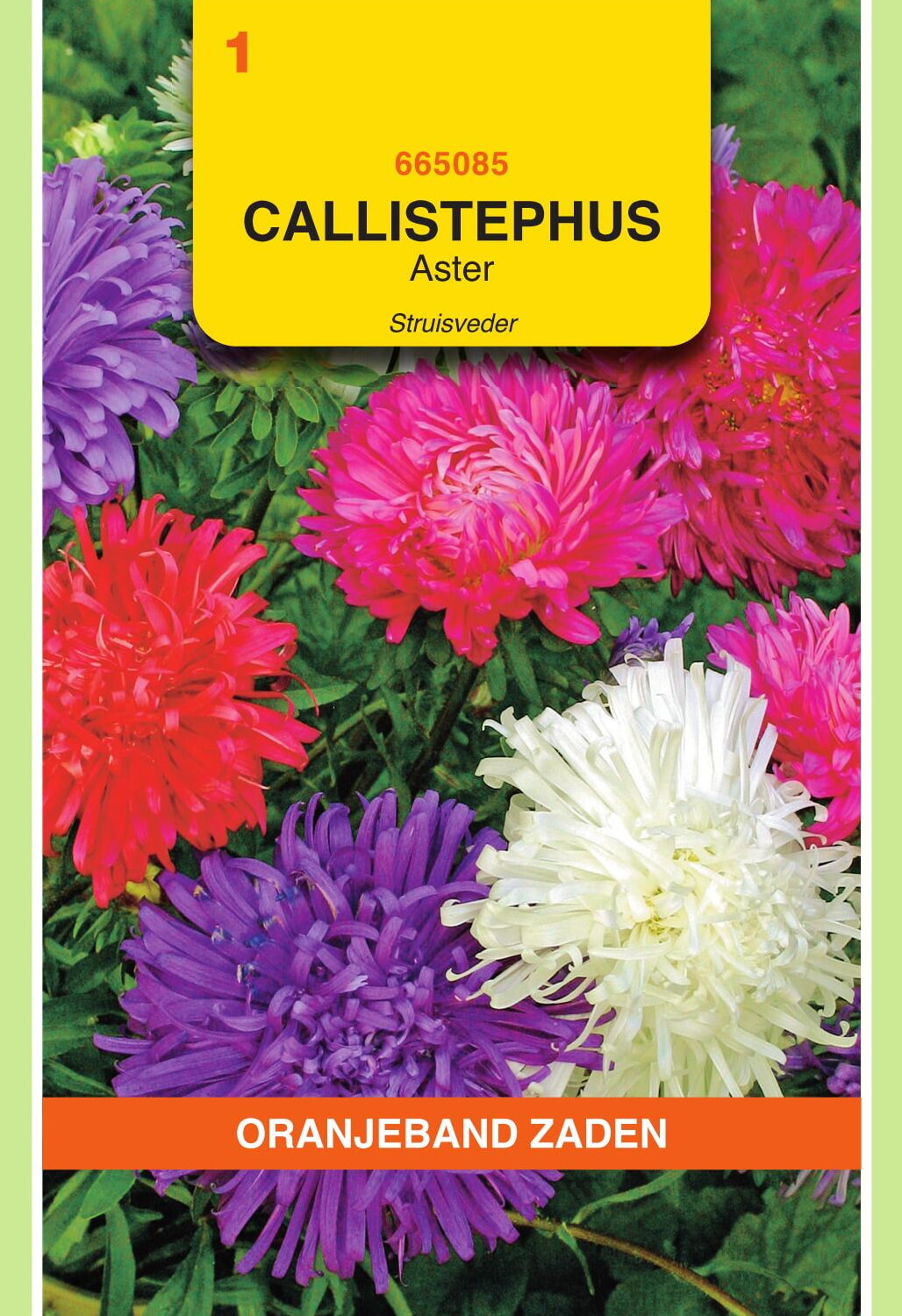 OBZ Aster Zaden Struisveder Gemengd