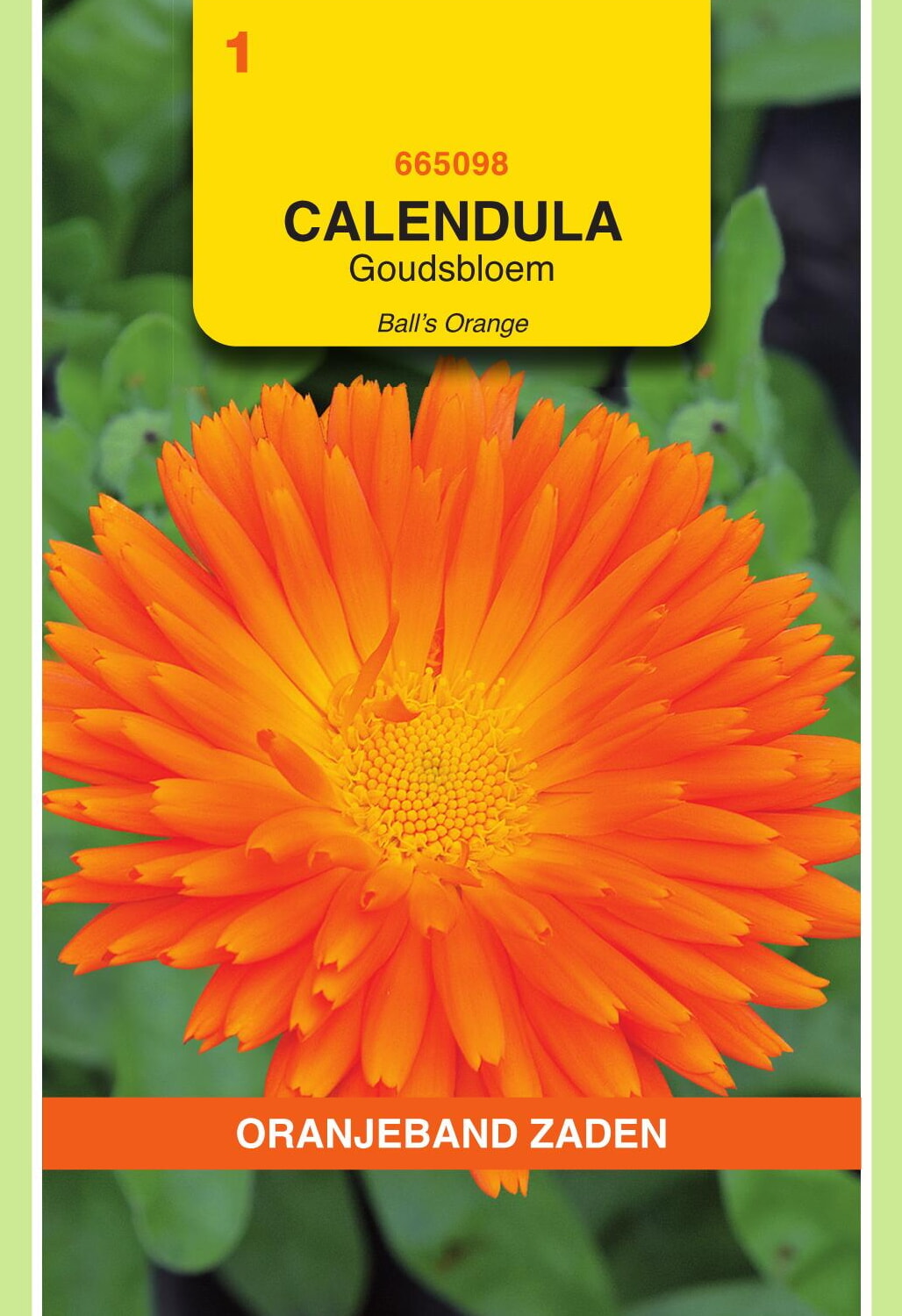 OBZ Goudsbloem Zaden Ball's Orange