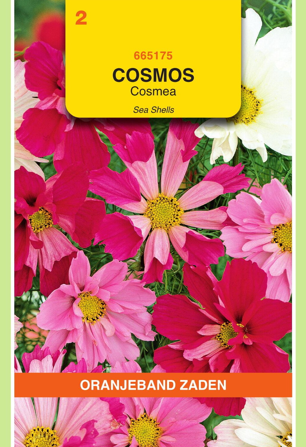 OBZ Cosmea Zaden Sea Shells Gemengd