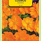 OBZ Cosmea Zaden Sunset