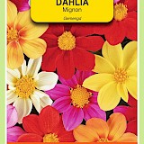 OBZ Dahlia Zaden Mignon Gemengd