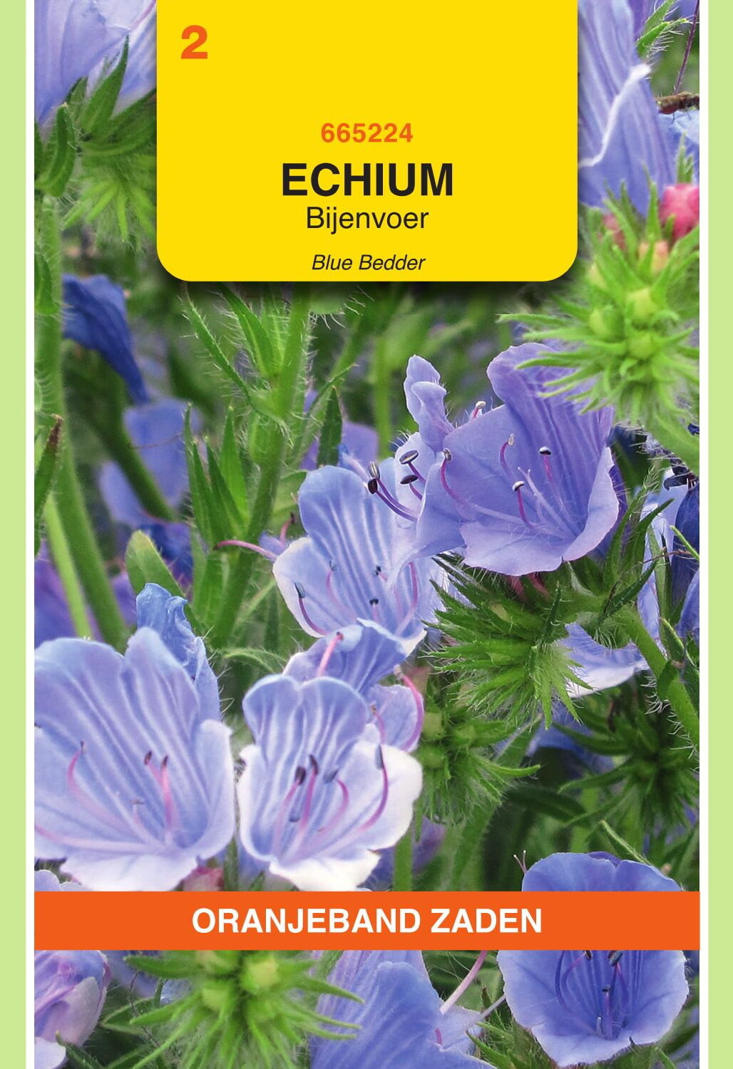 OBZ Slangenkruid Zaden Blue Bedder