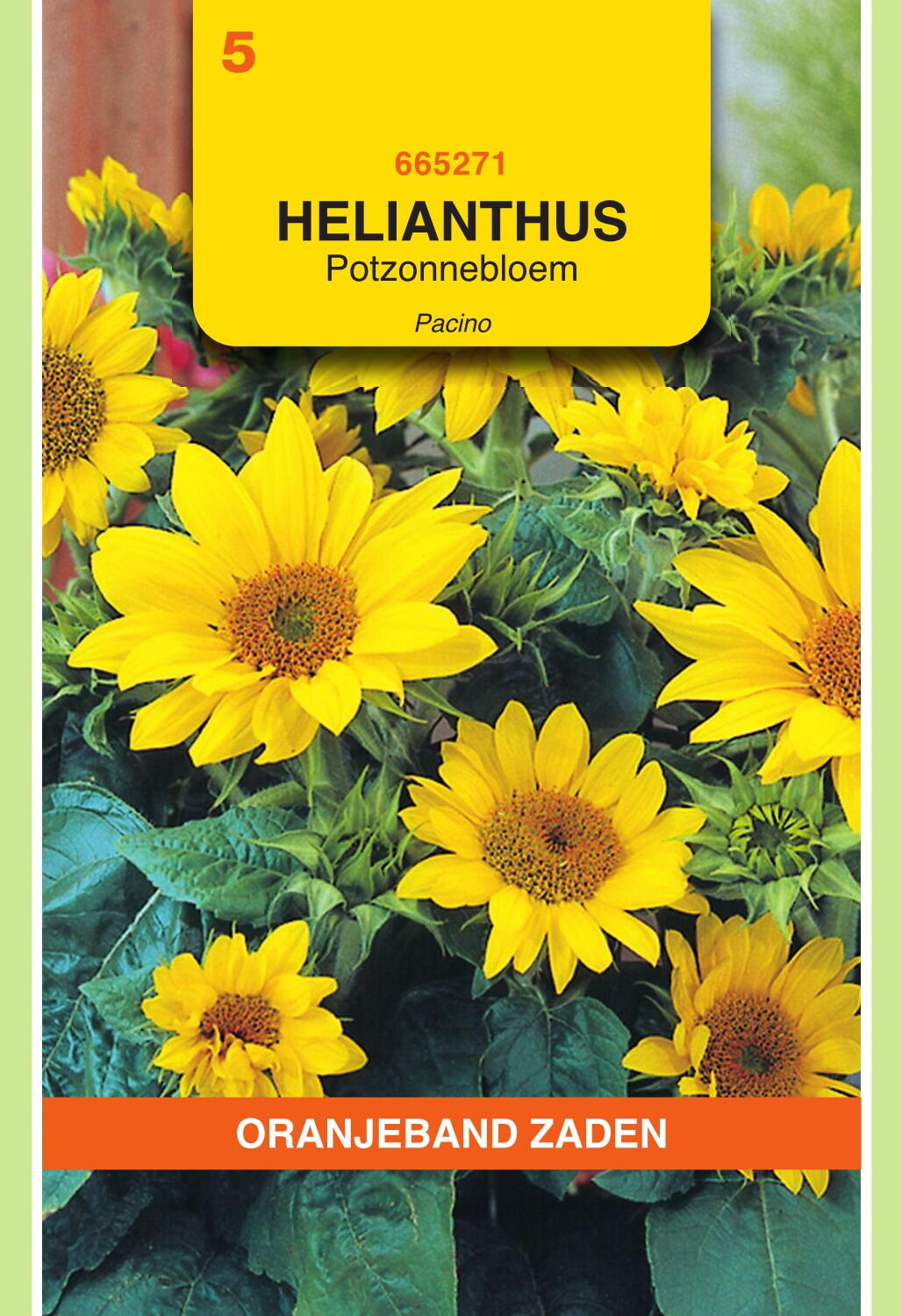 OBZ Potzonnebloem Zaden Pacino