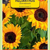 OBZ Zonnebloem Zaden Sunrich Orange F1