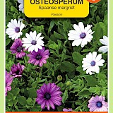 OBZ Spaanse Margriet Zaden Passion Gemengd