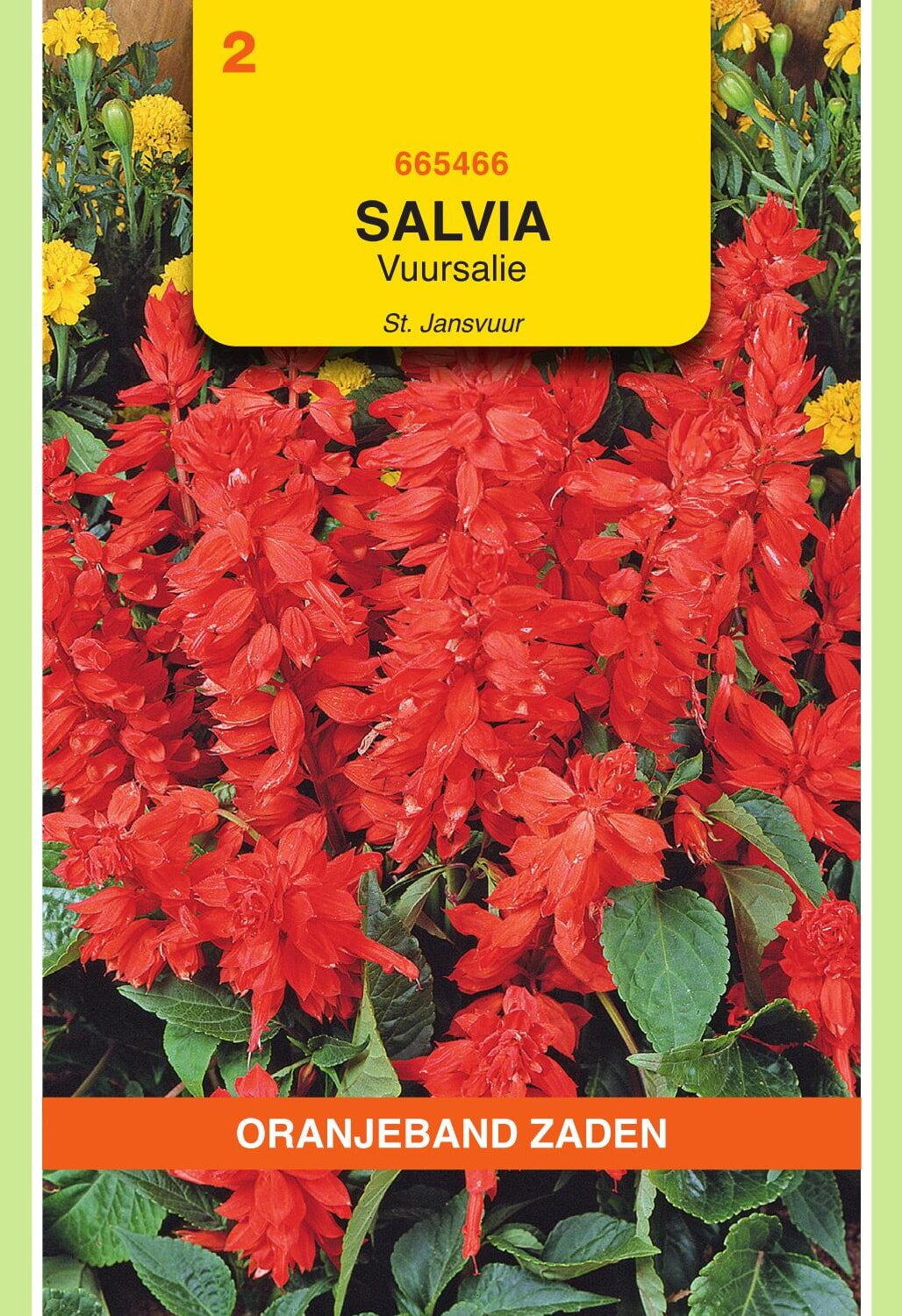OBZ Vuursalie Zaden St Jansvuur