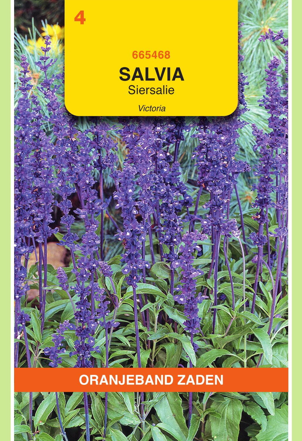 OBZ Siersalie Zaden Victoria Donkerblauw