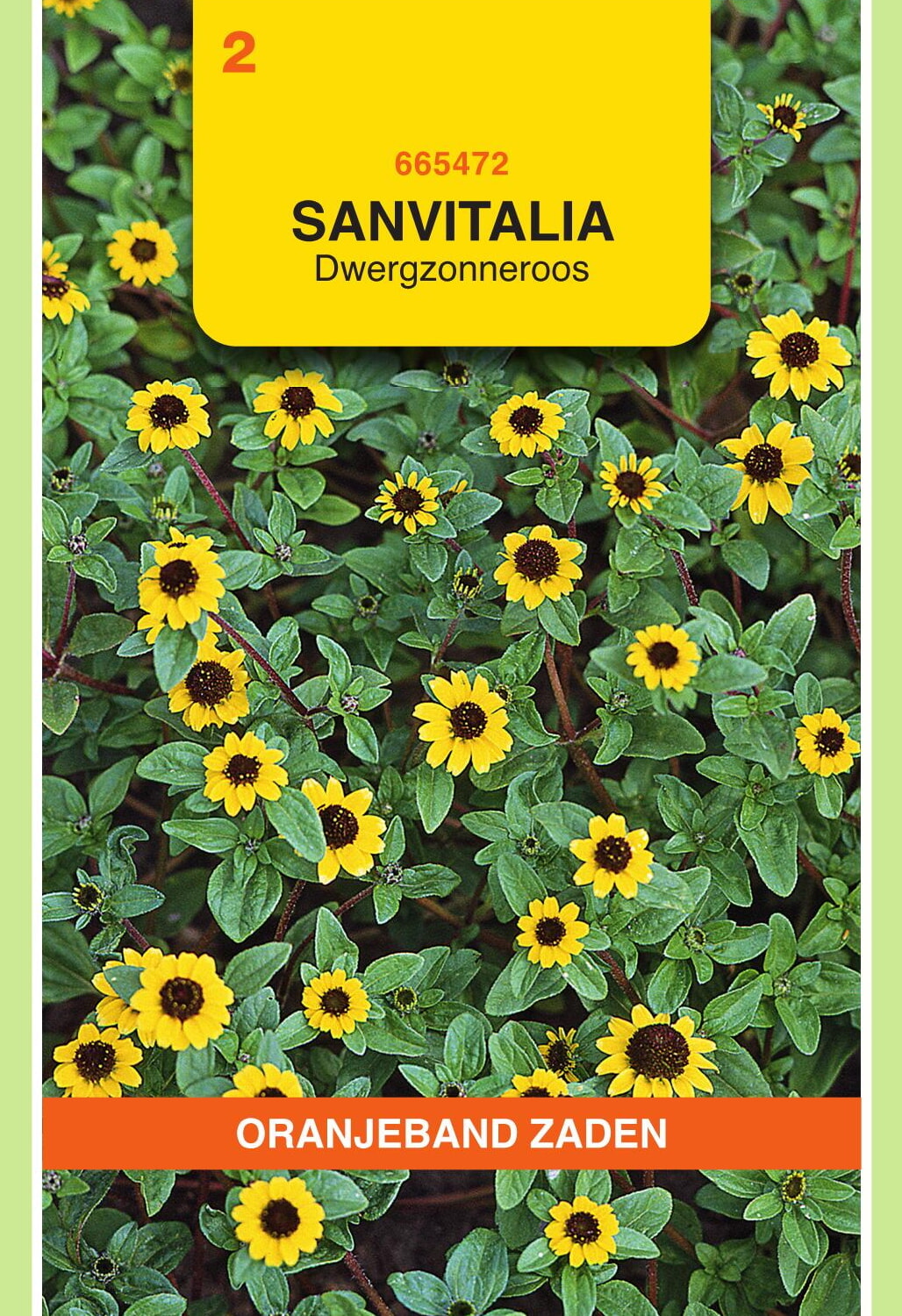 OBZ Dwergzonneroos Zaden Geel