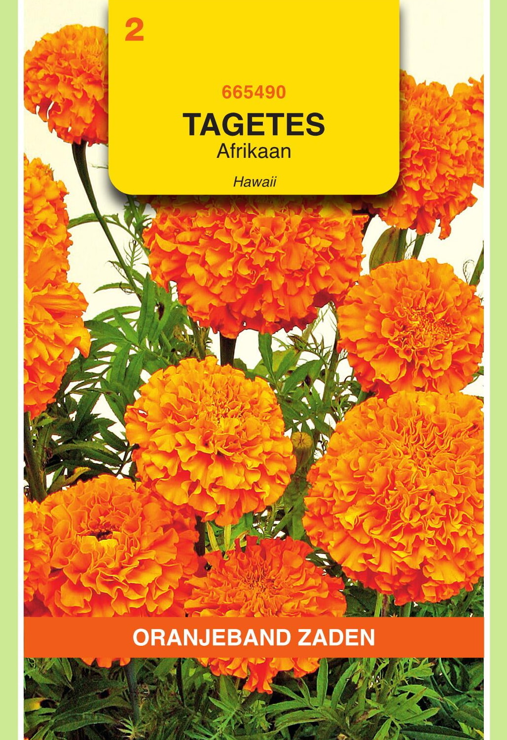 OBZ Tagetes Afrikaan Zaden Hawaii