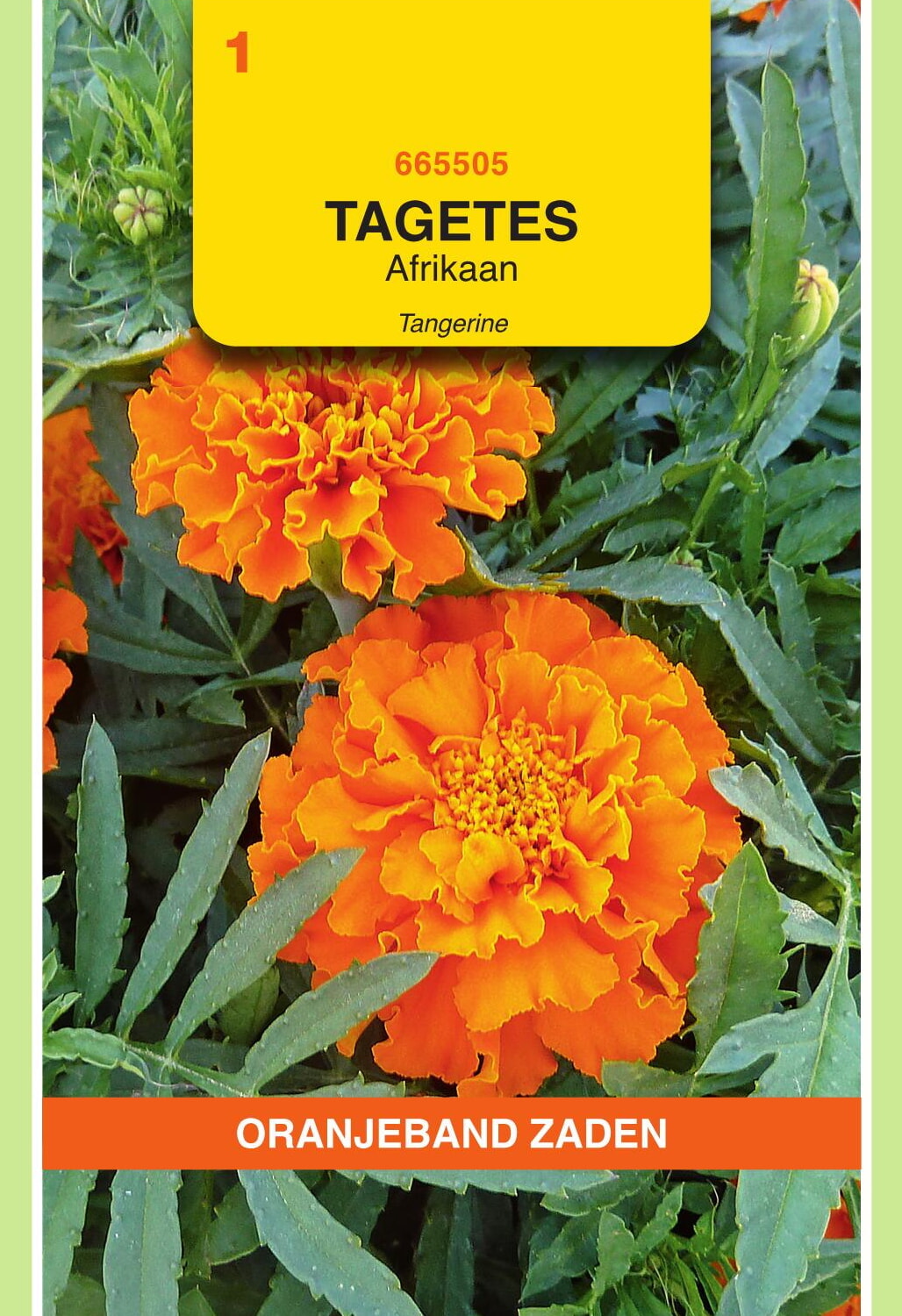 OBZ Tagetes Afrikaan Zaden Tangerine