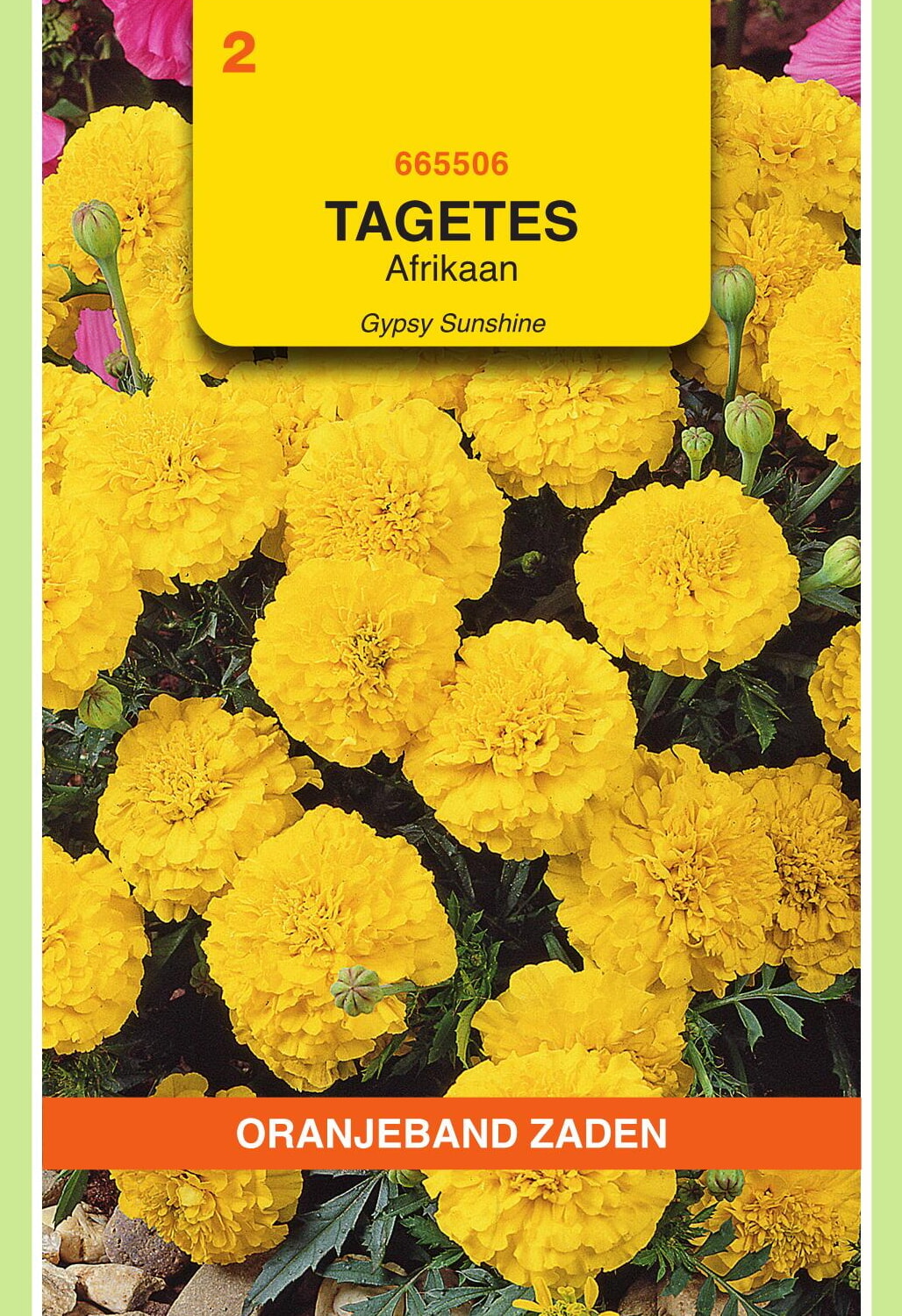 OBZ Tagetes Afrikaan Zaden Gypsy Sunshine