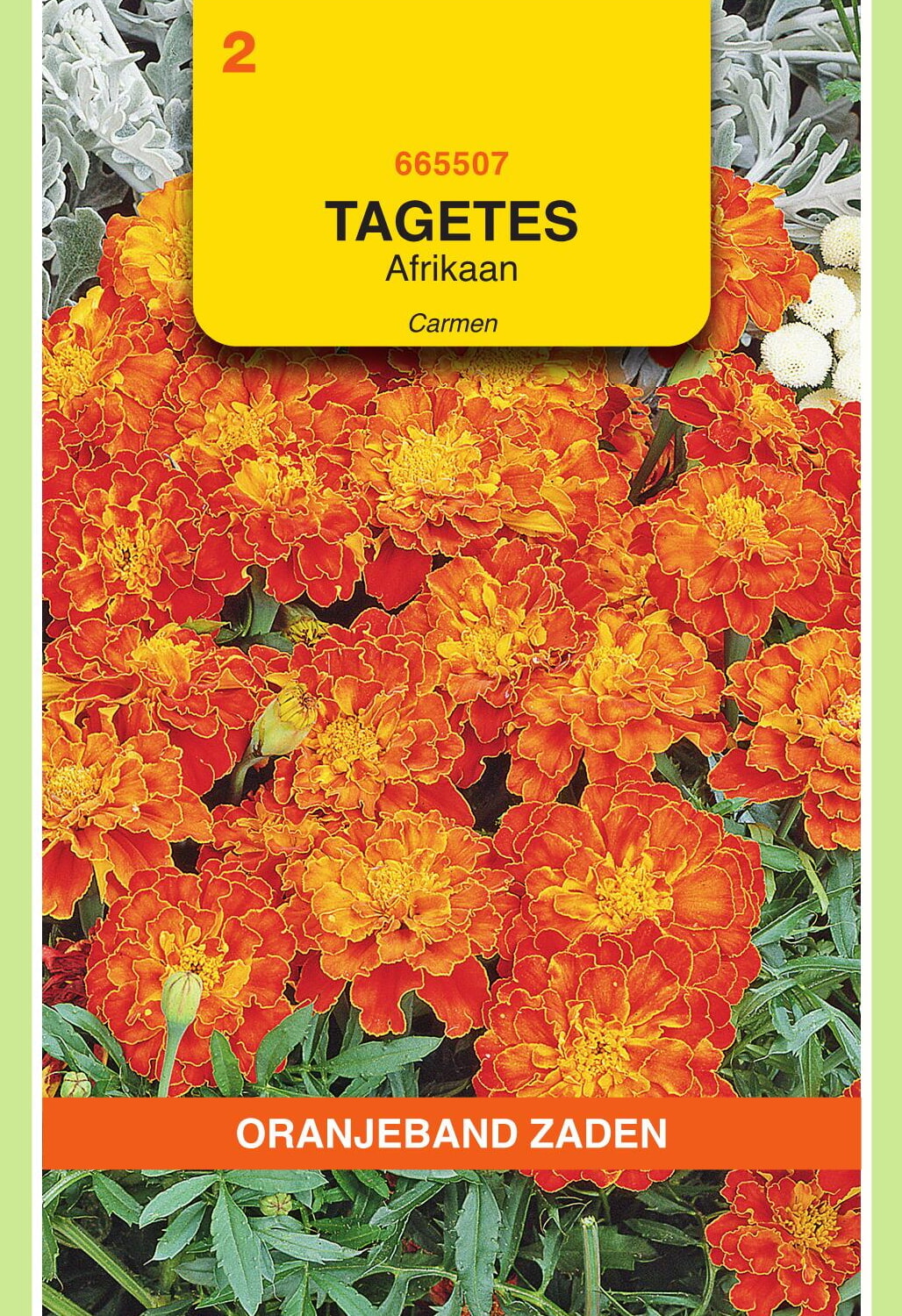 OBZ Tagetes Afrikaan Zaden Carmen