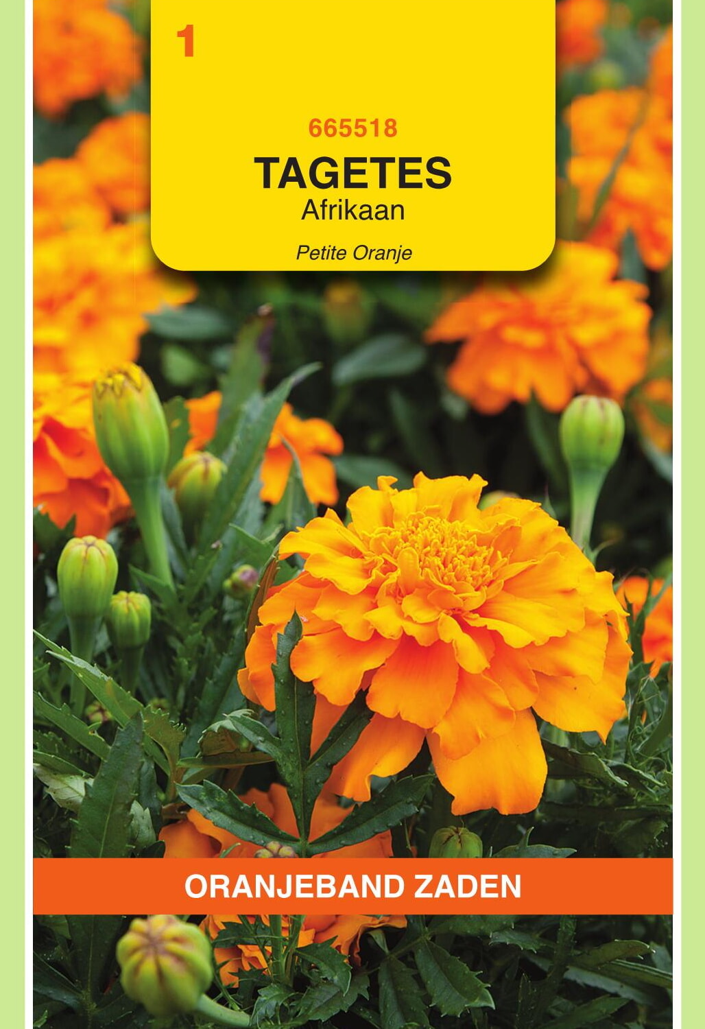 OBZ Tagetes Afrikaan Zaden Petite Orange