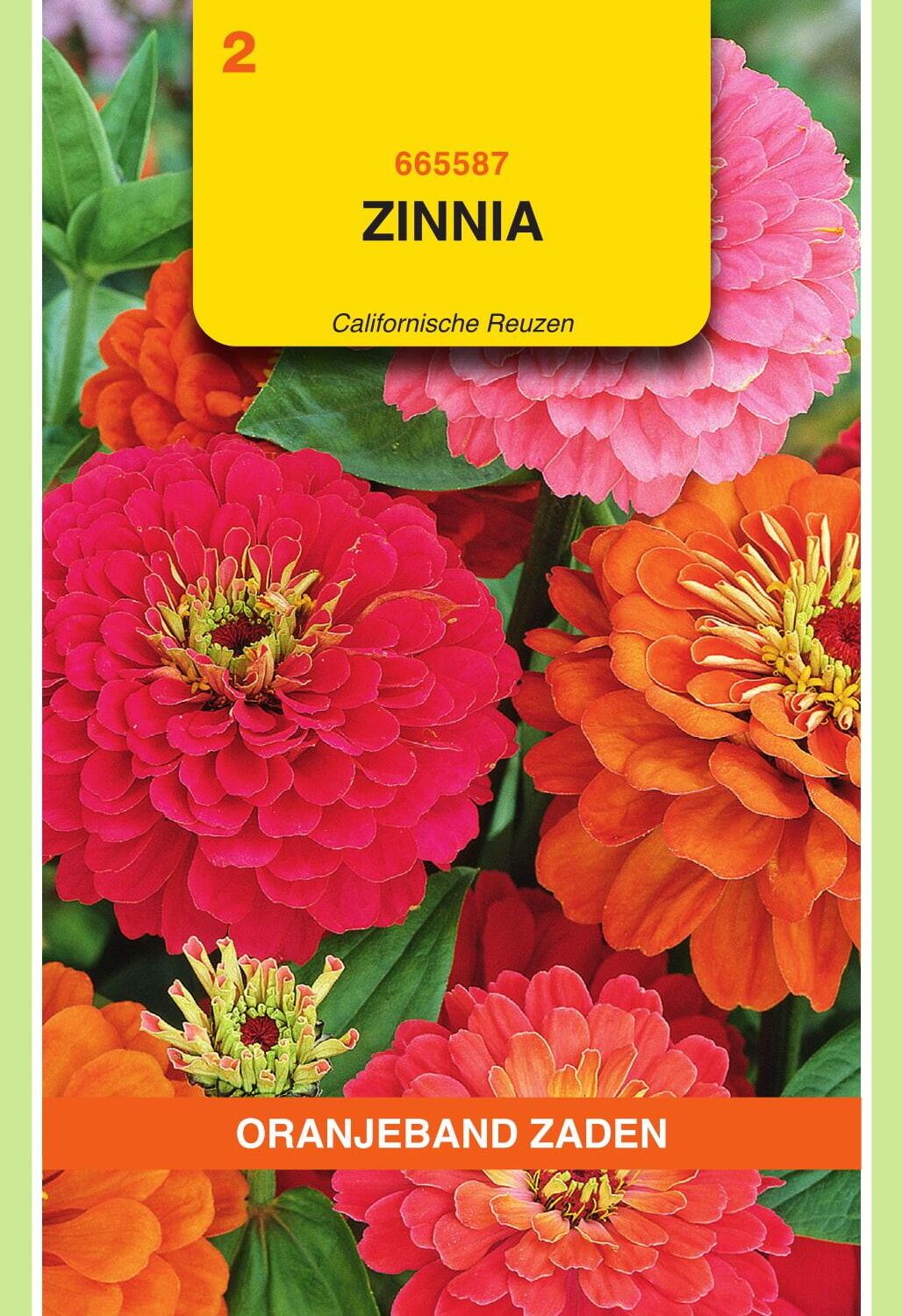 OBZ Zinnia Zaden Californische Reuzen Gemengd