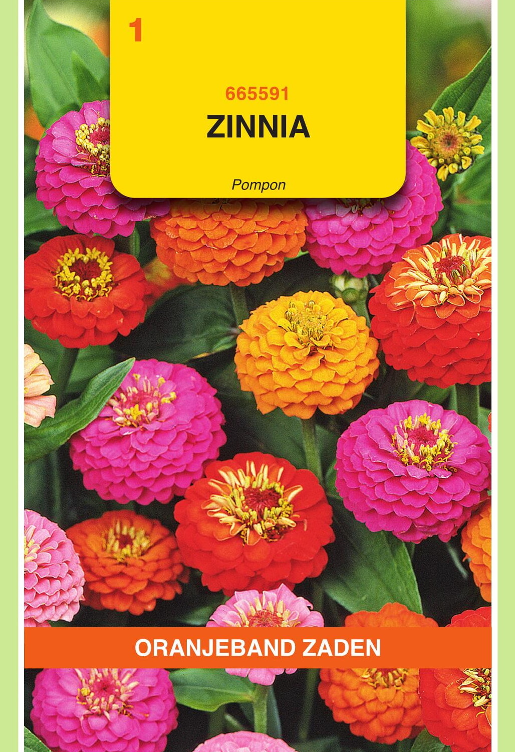 OBZ Zinnia Zaden Pompon Gemengd