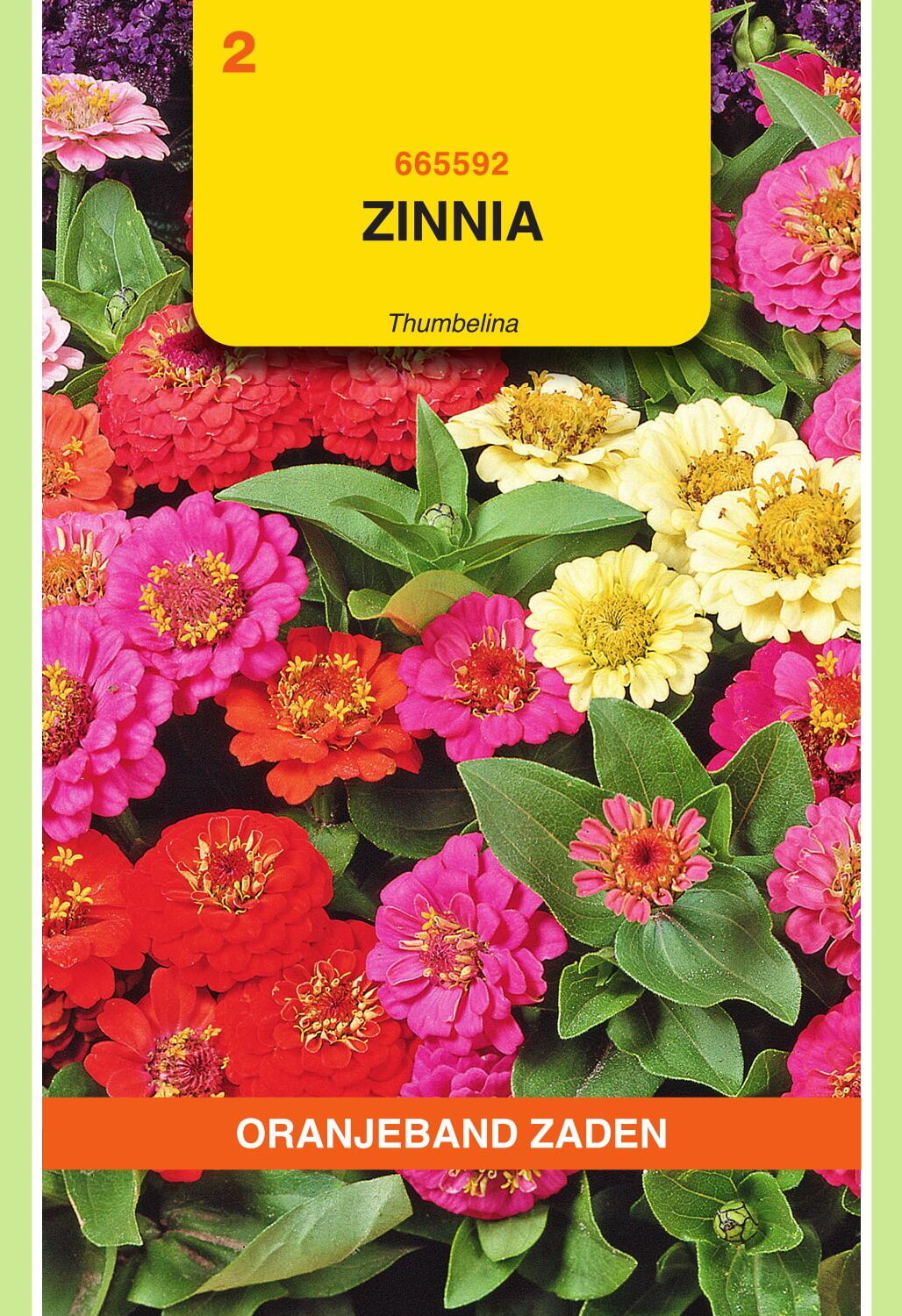 OBZ Zinnia Zaden Thumbelina Gemengd