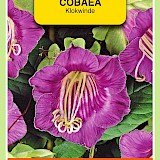 OBZ Klokwinde Zaden Violet