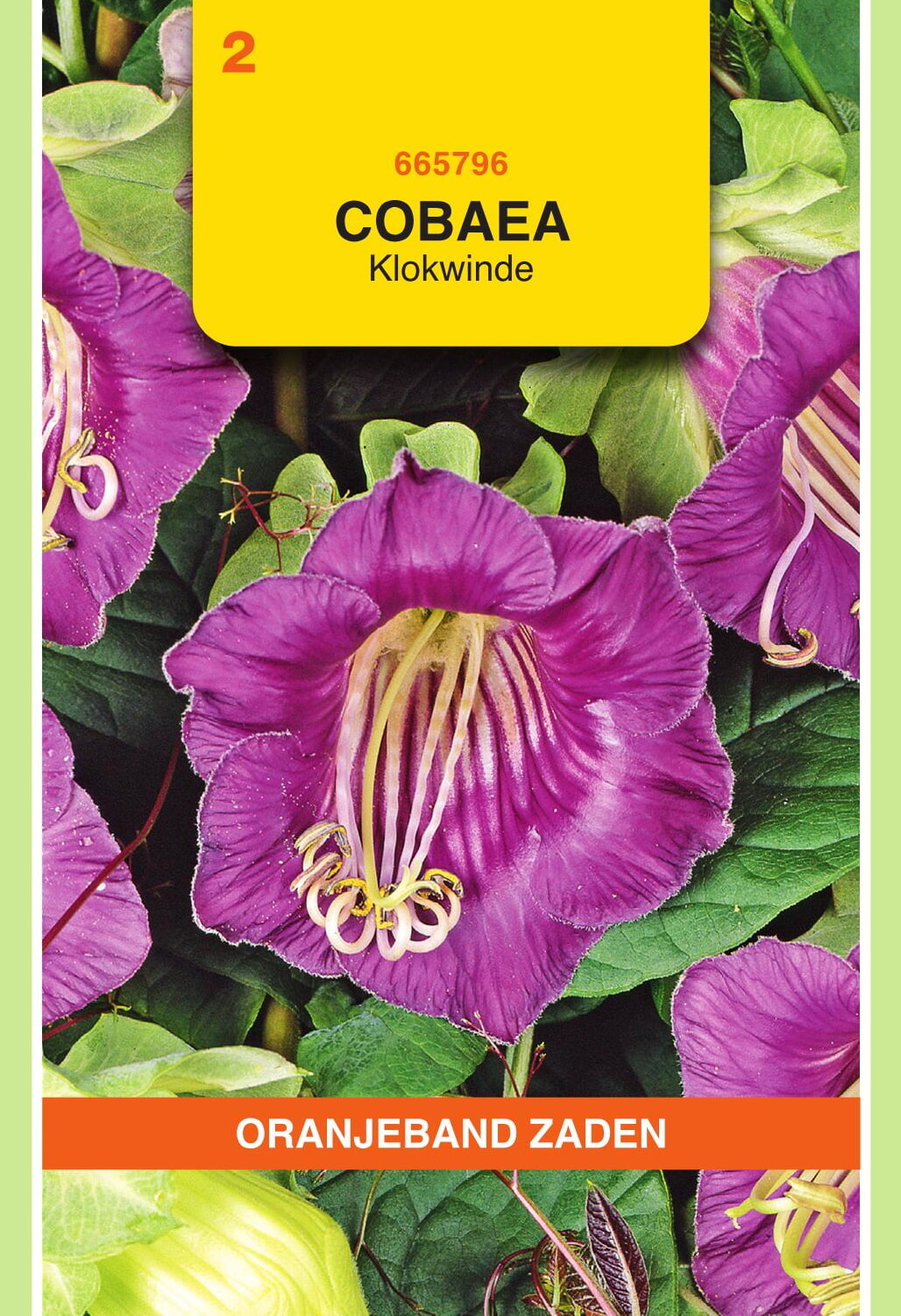 OBZ Klokwinde Zaden Violet