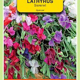 OBZ Lathyrus Reuk- Of Siererwt Zaden Spencer Gemengd