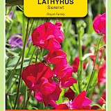 OBZ Lathyrus Reuk- Of Siererwt Zaden Royal Rood