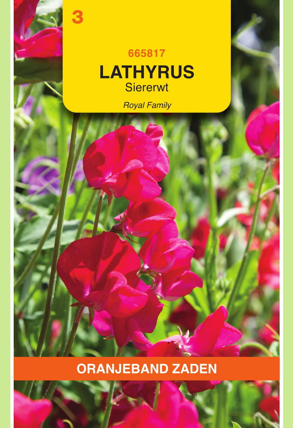 OBZ Lathyrus Reuk- Of Siererwt Zaden Royal Rood