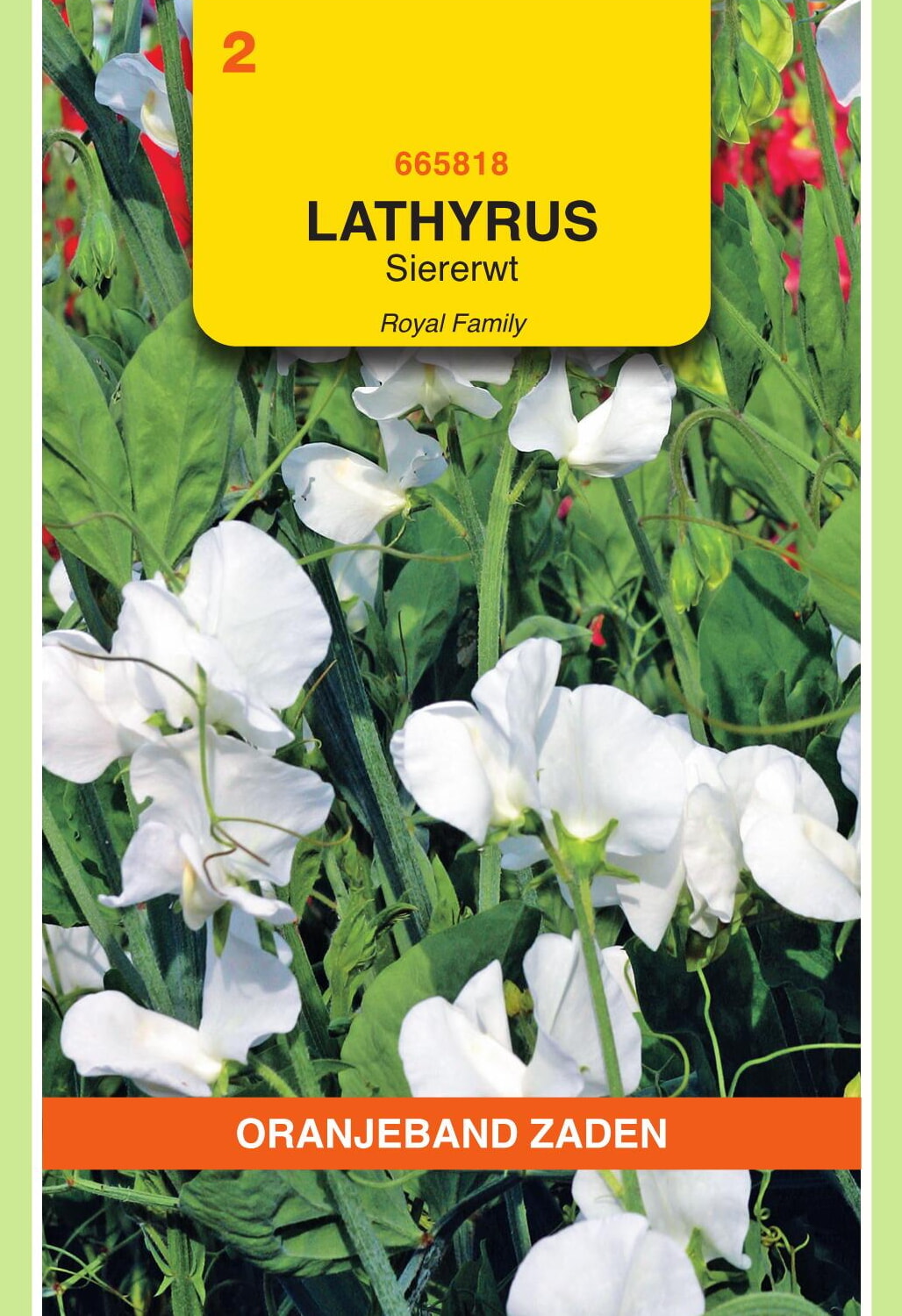 OBZ Lathyrus Reuk- Of Siererwt Zaden Royal Wit