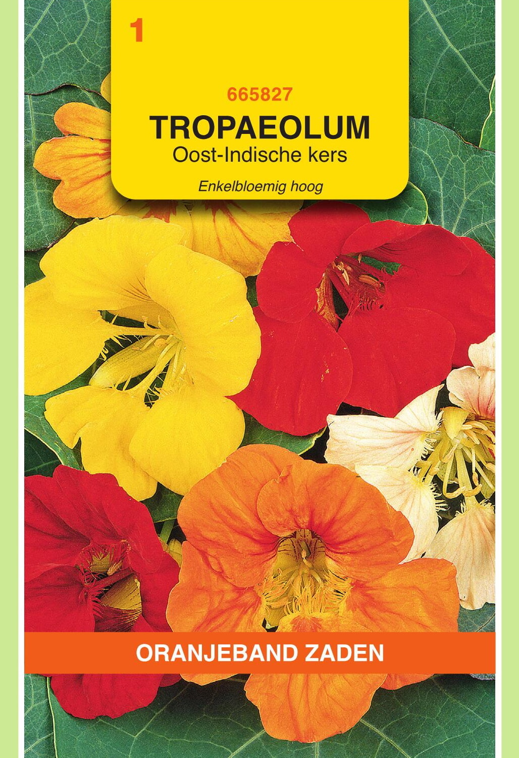 OBZ Oost-Indische Kers Zaden Enkelbloemig Hoog