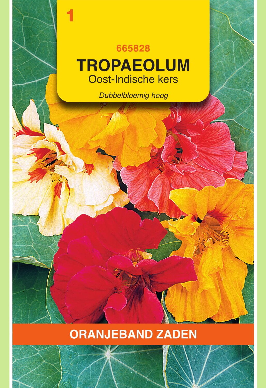 OBZ Oost-Indische Kers Zaden Dubbelbloemig Hoog