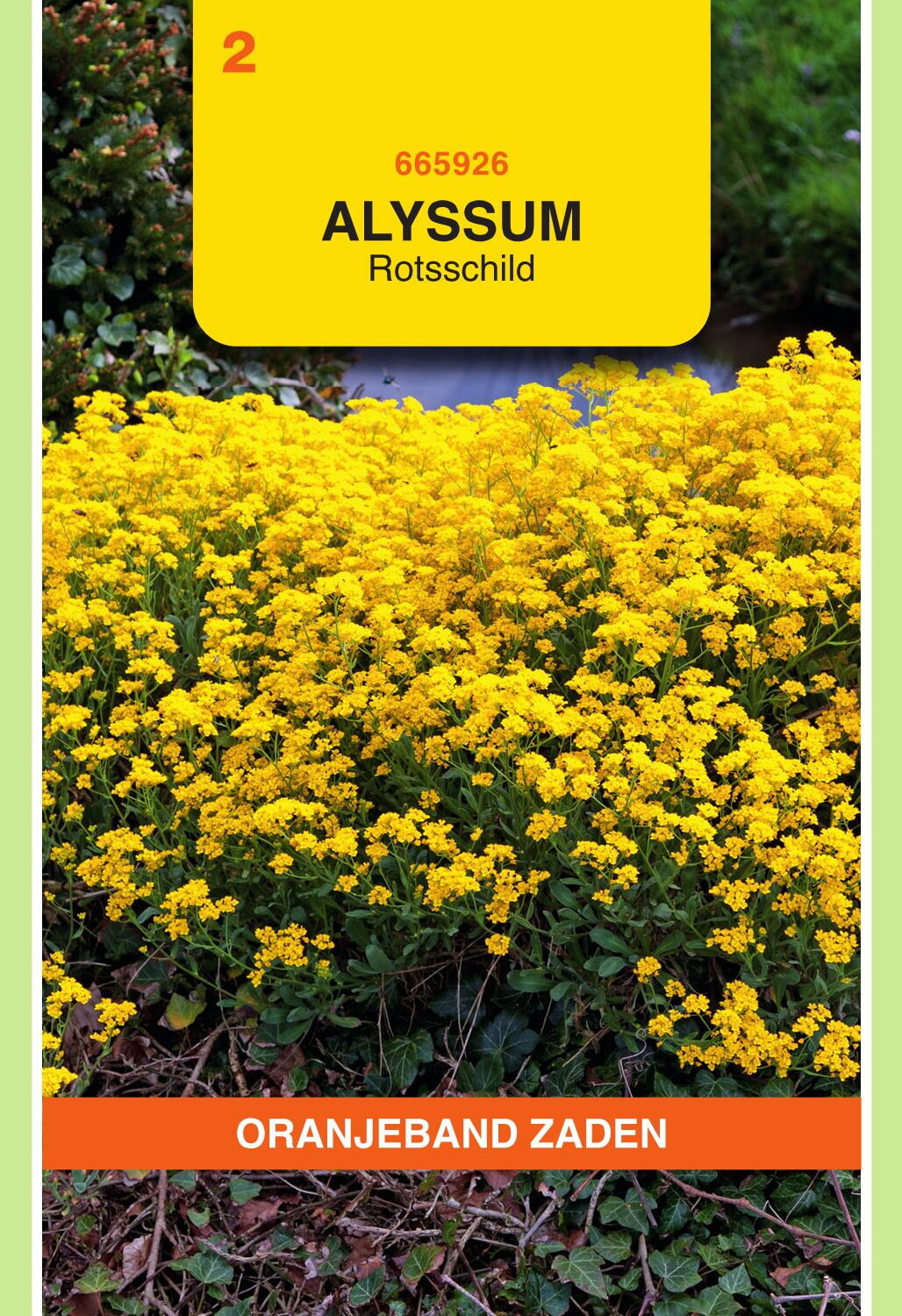 OBZ Alyssum Zaden Rotsschild