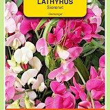 OBZ Lathyrus Reuk- Of Siererwt Zaden Gemengd Overblijvend