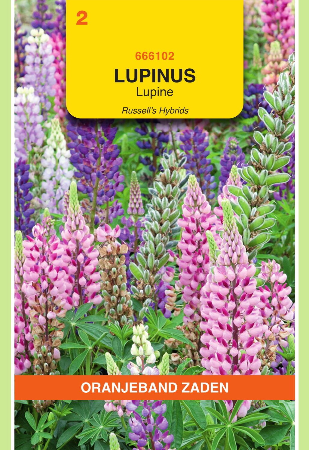 OBZ Lupine Zaden Russell's Gemengd
