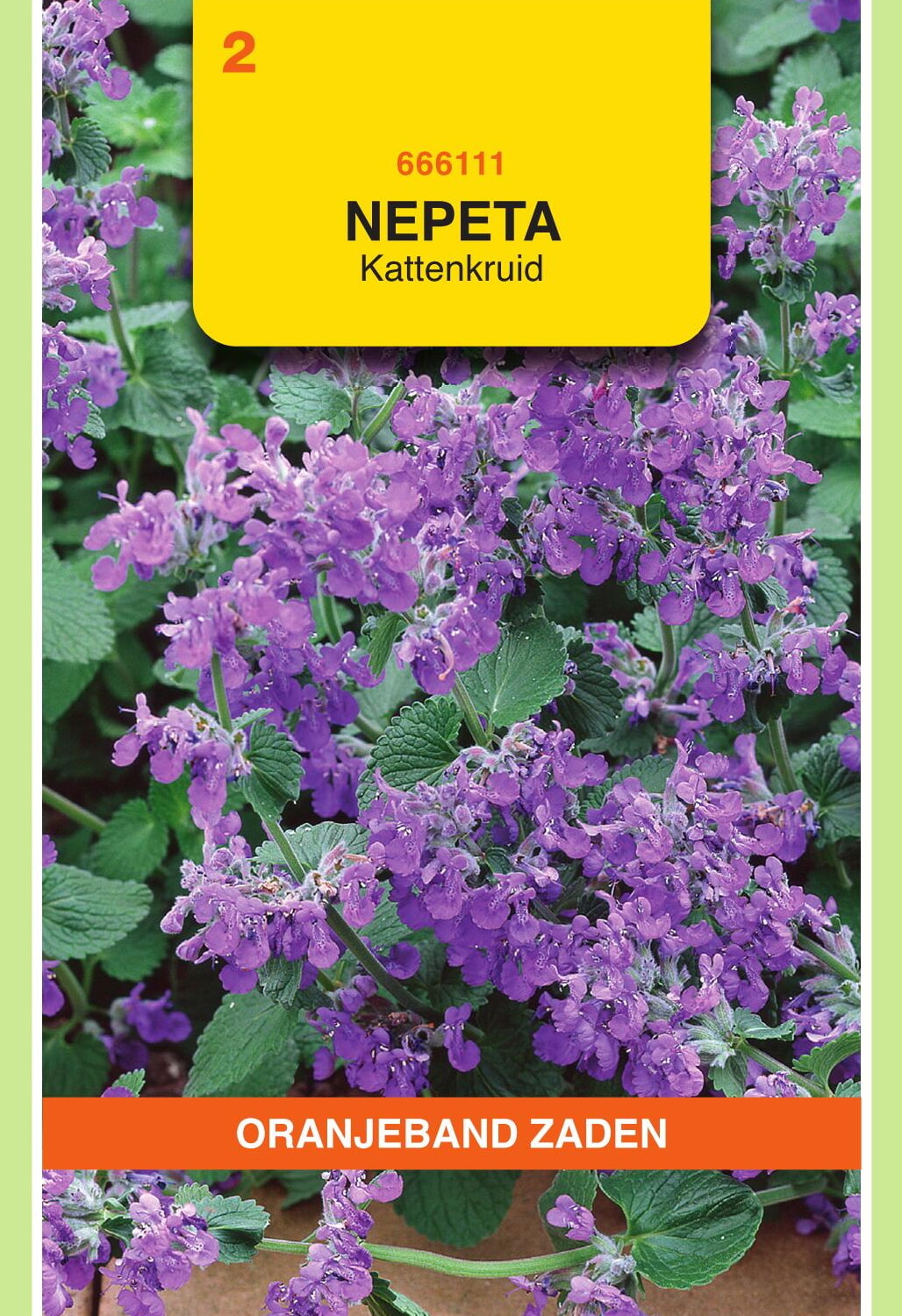 OBZ Kattenkruid Zaden