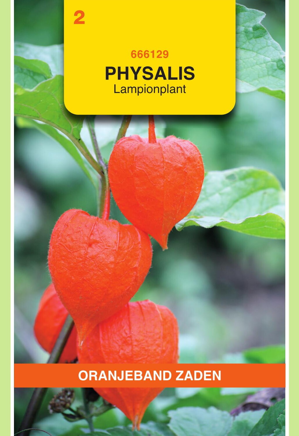 OBZ Lampionplant Zaden