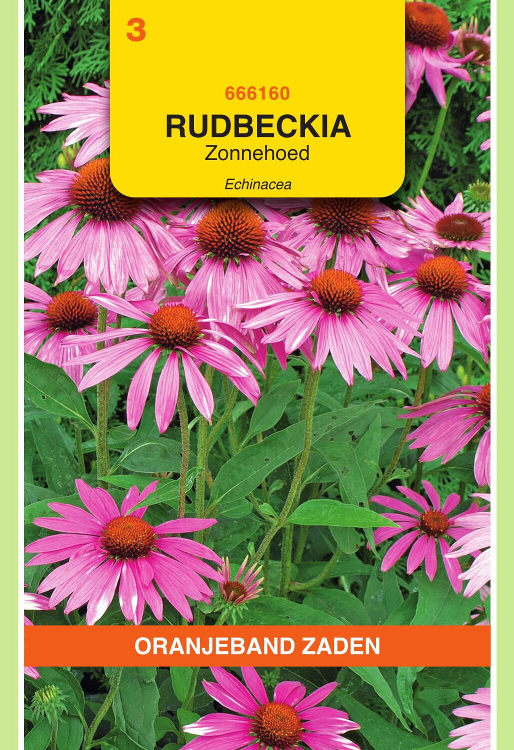 OBZ Zonnehoed Zaden Echinacea