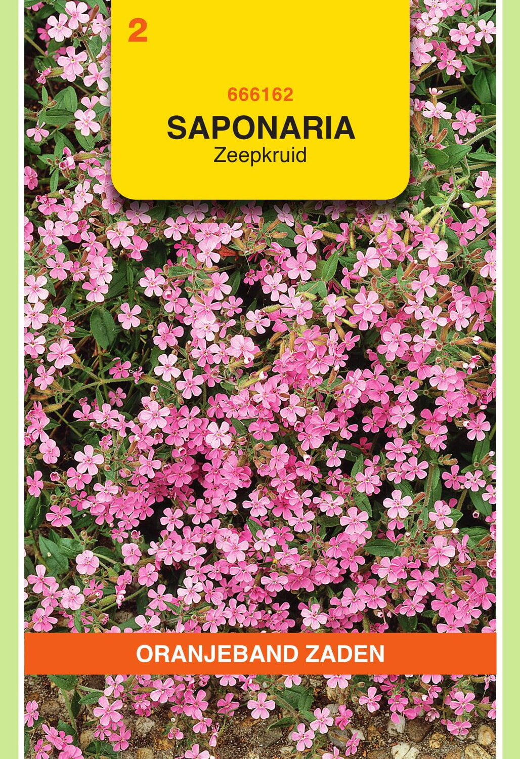 OBZ Zeepkruid Zaden Roze
