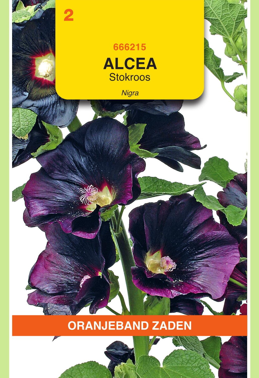 OBZ Stokroos Zaden Nigra
