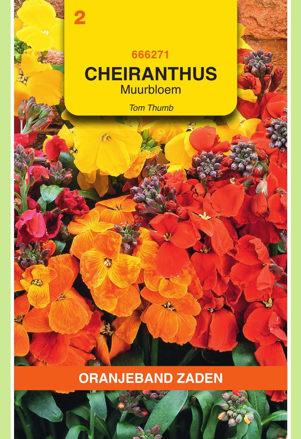 OBZ Muurbloem Zaden Tom Thumb Gemengd
