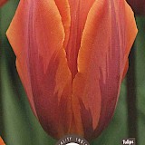 Tulp Prinses Irene 11/12 6st.
