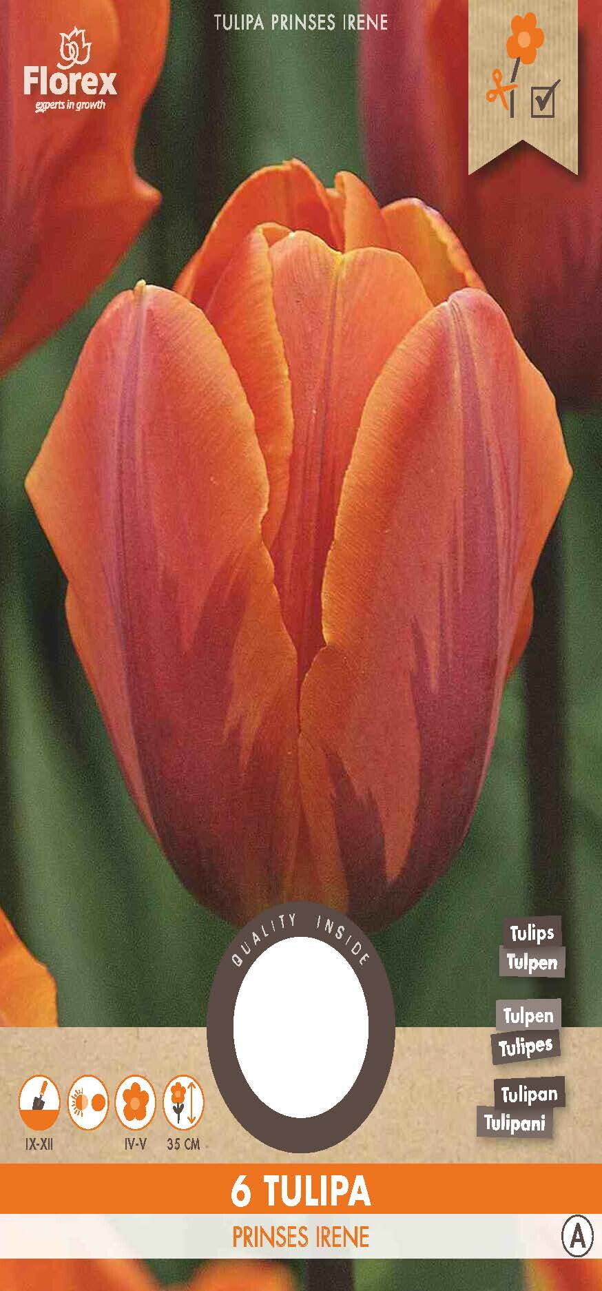 Tulp Prinses Irene 11/12 6st.