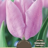 Tulp Candy Prince 11/12 8st.