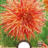 Dahlia Rejmans Firecracker I