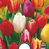 Tulp Enkele Vroege Gemengd 11/12 8st.