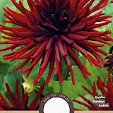 Dahlia Cactus Nuit D'ete Zwart 1st.