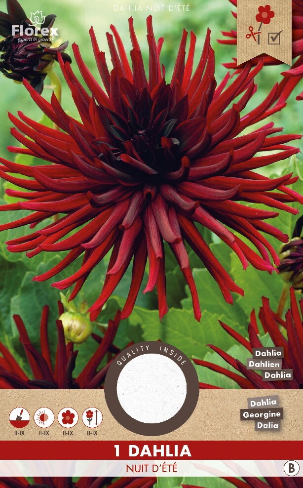 Dahlia Cactus Nuit D'ete Zwart 1st.